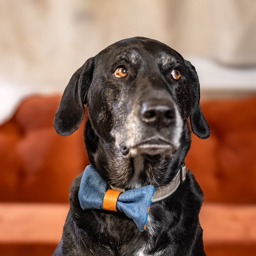 Dog Bow Tie with Pendleton Fabric and Inital Engraving