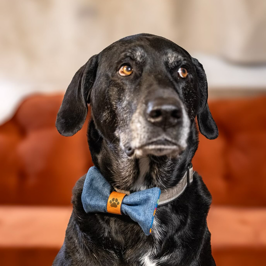 Dog Bow Tie with Pendleton Fabric and Inital Engraving